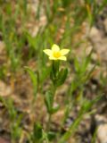 Centaurium maritimum